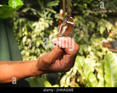 Manila, Philippines. 22nd Jan, 2022. A butterfly perched at a zoo caretaker's hand. A sneak peek to the renovation project of Manila Zoo, giving visitors a preview of how Southeast Asia's oldest menagerie will become. The old Manila Zoo was opened on July 25, 1959 and it was shutdown on January 23, 2019 due to sanitary violations. The new renovated zoo is set to open to the public in the first quarter of 2022 with the promise of better landscapes both for its animal residents and human guests. Credit: SOPA Images Limited/Alamy Live News Stock Photo