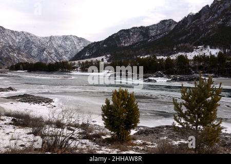 A look at the ice-bound river through low young pines surrounded by high mountains. Altai, Siberia, Russia. Stock Photo