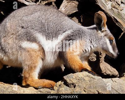 Elegant distinguished Yellow-footed Rock-Wallaby enjoying the sunshine. Stock Photo