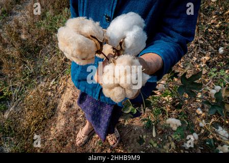 A woman holds freshly plucked cotton. For over a decade, the Khon Rak Ban Kerd Group from a small rural village in Loei province in Thailand has been fighting the Tungkum goldmine. The group is made up of respected - and largely illiterate - women elders who have been funding their activism through growing and processing organic cotton. Agriculture is the main source of income for the majority of residents in Loei; resources such as water and land have a large bearing on their livelihoods. When the local community reported symptoms consistent with blood poisoning back in 2007, they began prote Stock Photo