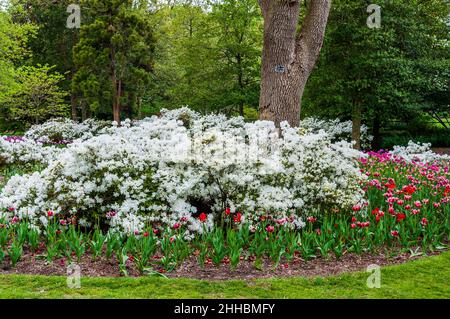 Azaleas and tulips at Sherwood Gardens Park, in Guilford, Baltimore, Maryland. Stock Photo
