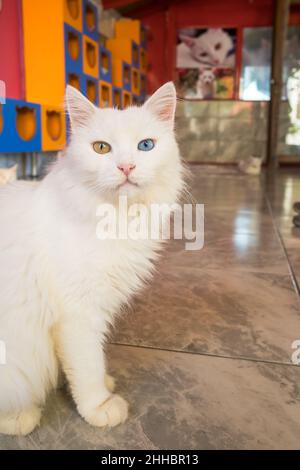 Domestic white Turkish van cat with different eyes Stock Photo