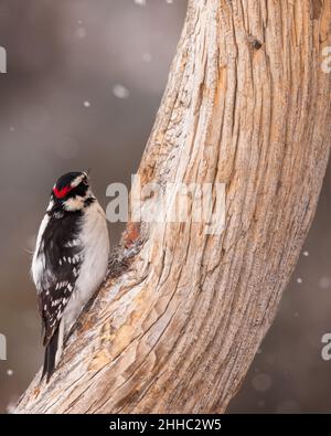 A downy woodpecker takes a rest during Wyoming's winter. Stock Photo