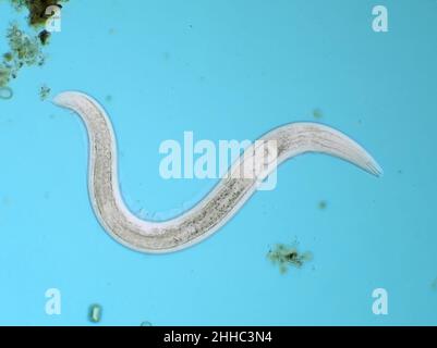 Microscopic free-living nematode worm from garden soil, possibly ...