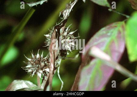 Sparganium americanum NRCS-1. Stock Photo