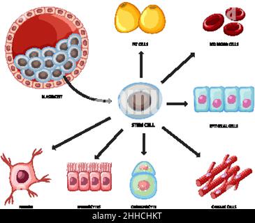 Types of stem cells on white background illustration Stock Vector Image ...