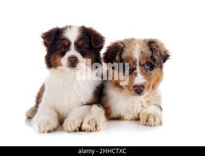 Miniature American Shepherds in front of white background Stock Photo