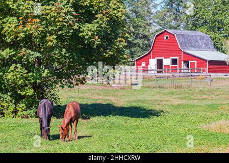 Brown horses grazing on green pasture in Canada. Grazing horses and red rustic barn Stock Photo