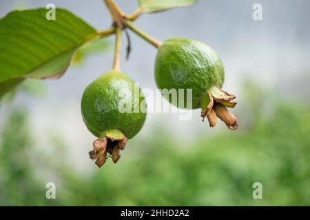 photo of small twin guava fruits on the tropical park. The picture perfect for pamphlet, nature poster, nature promotion and traveler. Stock Photo