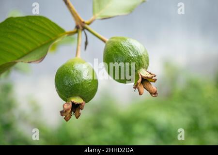 photo of small twin guava fruits on the tropical park. The picture perfect for pamphlet, nature poster, nature promotion and traveler. Stock Photo