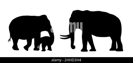 Asian elephant family. Elephant bull, cow and baby elephant. Elephants silhouette illustration. Stock Photo