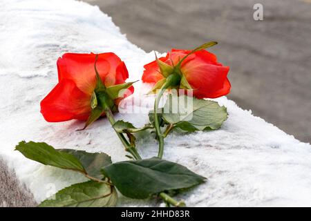 Two roses on white snow, flowers at a cemetery during cold day, concept picture Stock Photo