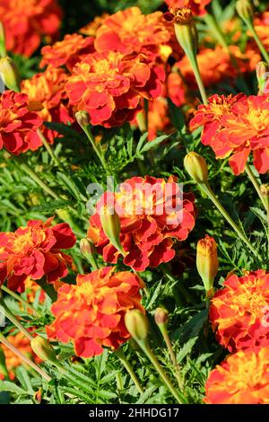 Tagetes patula 'Honeycomb', French marigold 'Honeycomb. Burnt orange flowers