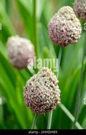 round-headed leek allium sphaerocephalon,  round-headed leek, round-headed garlic, ball-head onion Stock Photo