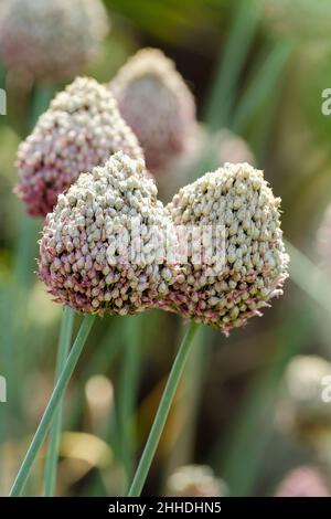 round-headed leek allium sphaerocephalon,  round-headed leek, round-headed garlic, ball-head onion Stock Photo