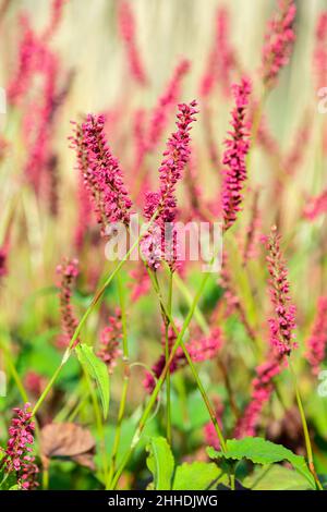 Persicaria amplexicaulis 'Firedance'. Knotweed 'Firedance'. Small rose-red flowers on tall spikes Stock Photo