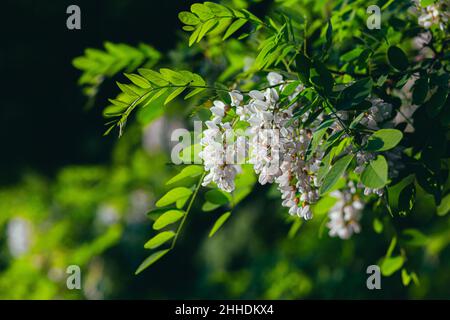 White acacia flower on a background of green leaves Stock Photo