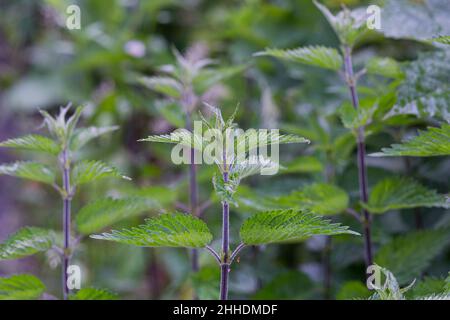 The nettle dioecious (Urtica dioica) with green leaves Stock Photo