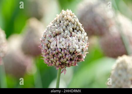 round-headed leek allium sphaerocephalon,  round-headed leek, round-headed garlic, ball-head onion Stock Photo