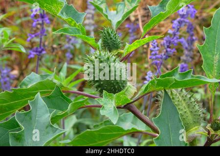 Datura Angel’s Trumpet. Fruit of Datura in organic garden with blurred effect background. Close up. Stock Photo