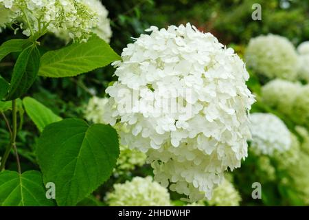 Hydrangea arborescens 'Strong Annabelle'. Hydrangea 'Abetwo', hydrangea 'Strong Annabelle'. Cluster of white flowers Stock Photo