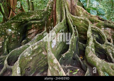buttress root , root of a jungle giant Ceiba tree in Corcovado National Park Stock Photo