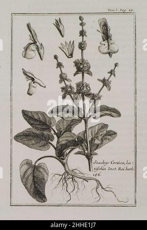 Stachys Cretica latifolia Inst Rei Herb 286 - Tournefort Joseph Pitton De - 1717. Stock Photo