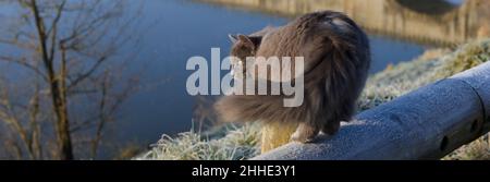 Hairy cat on the lookout on a frozen wooden railing in winter on a sunny day, banner form Stock Photo