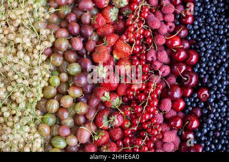 Close-up set of different berries. Redcurrant, gooseberry, raspberry, strawberry, blackcurrant, cherry. Harvest. Berry background concept. Summer vitamin food top view Stock Photo