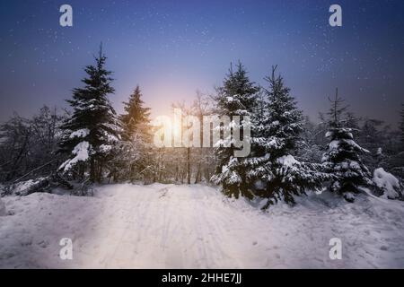 Winter pine forest snow landscape with starry sky at dusk. Stock Photo