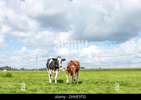 Two young calf cows, walking playful, black red and white, cute side by side in a field Stock Photo