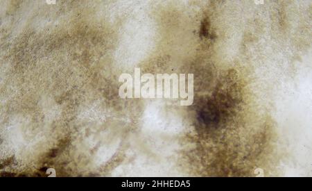 Egg Yolk Under The Microscope Stock Photo Alamy