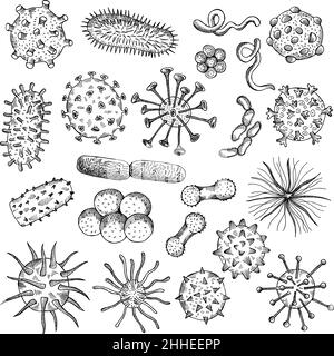 Bacteria sketch. Drawing viruses biological closeup cells covid type of bacteria medical concept illustrations recent vector doodle pictures set Stock Vector