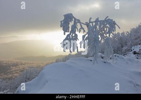 Wide shot of a magical white winter sunset at Vapenna in Small Carpathian with fresh snow over footsteps and frost covered pine trees, Slovakia Stock Photo