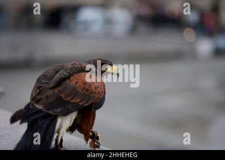 Trafalgar Square, London, UK. 24 January 2022. A Harris’s Hawk controlled by a handler is deployed in Trafalgar Square on an early morning patrol to scare pigeons. Credit: Malcolm Park/Alamy Live News. Stock Photo