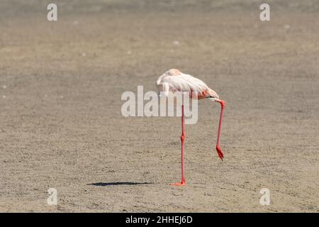 A beautiful lone Greater Flamingo (Phoenicopterus roseus), standing on one leg and sleeping with it's neck nicely curled on it's back at the Ras Al Kh Stock Photo