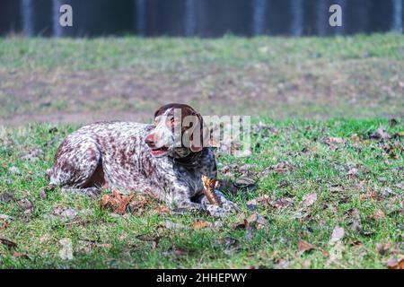 Old Kurzhaar German Shorthaired Pointer lies Stock Photo