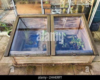 Cold frame of organic vegetables and salad leaves growing in a wooden frame to give protection from the cold winter frost weather and from slugs and s Stock Photo