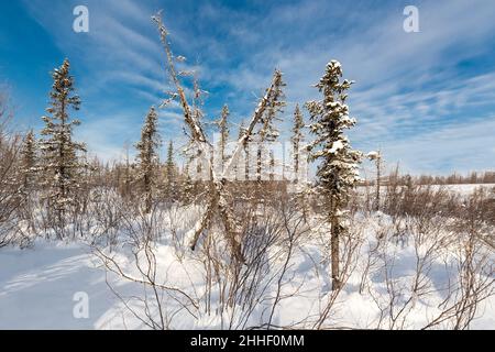 Snow-covered trees in the winter forest in the form of the Roman numeral 11 Stock Photo