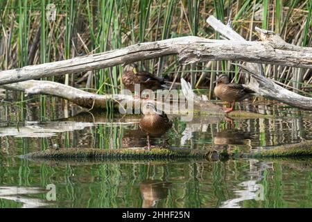 Waterfowl, wild ducks are resting on sunken logs on a defocused background of reeds and water. Selective focus Stock Photo