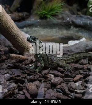 Rhinoceros iguana in Naples Zoo - Iguana rinoceronte allo zoo di Napoli Stock Photo