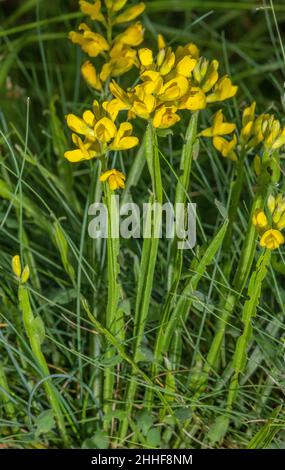 Winged broom, Genista sagittalis, in flower, Alps. Stock Photo