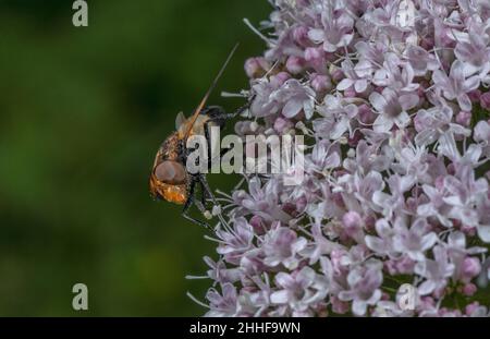 Great Pied Hoverfly, Volucella pellucens, feeding on Valerian in woodland clearing, summer. Stock Photo