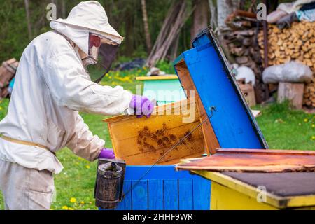 A beekeeper in protective clothing checks frames with honeycombs in spring Stock Photo