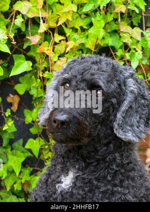 Portrait of a gorgeous black female Labradoodle photographed against Ivy Stock Photo