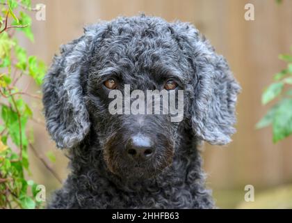 Portrait of a gorgeous black female Labradoodle looking towards the camera Stock Photo