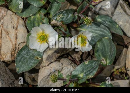 Parnassus-leaved Buttercup, Ranunculus parnassifolius, in flower in the Swiss Alps. Stock Photo