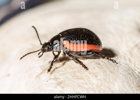 Side view of a red-margined leaf beetle, Chrysolina sanguinolenta Stock ...
