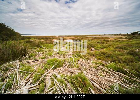 Stacks of Driftwood Bamboo in Saint Lucie Regional Natural Reserve, Port-la-Nouvelle, France Stock Photo