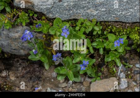 Alpine Speedwell, Veronica alpina, in flower in the Swiss Alps. Stock Photo